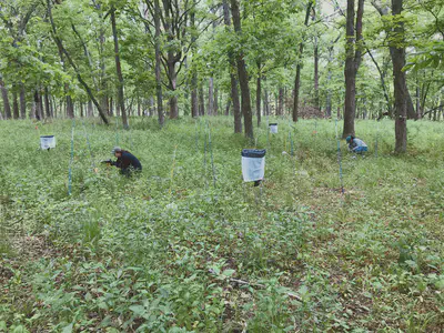 counting invertebrates on cover boards in the forestry plots at the arboretum