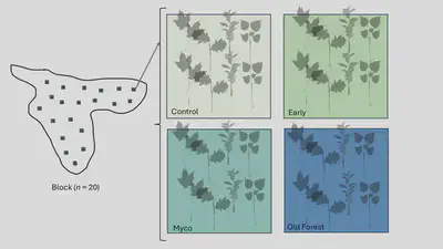 Figure 1. Experimental set up at Yale Myers Forest depicting four clustered treatment plots (old forest late successional, commercial mycorrhizal product, early successional forest soil control, and nothing added control). Total plot replication was 80, each with eight planted seedlings, two from each species (n = 20 blocks x 4 plots = 80).