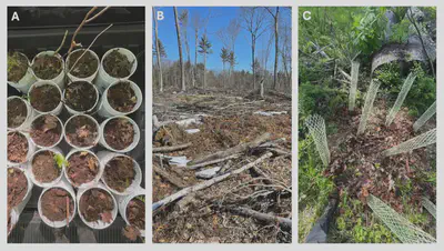 Figure 2. YMF stand where we are conducting the soil inoculation experiment. A) whole soil inoculation in buckets for transplanting B) experiment site at YMF, showing slash and shelterwood trees C) whole soil inoculation on a plot with tree seedlings covered by protective cones. Photos by Janey Lienau