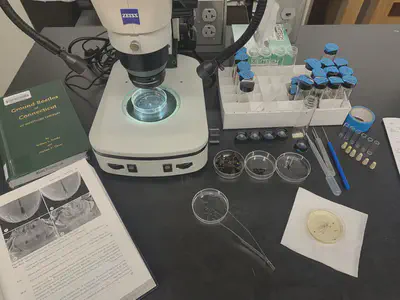 my lab setup to identify ground beetles to species