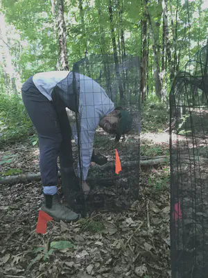 mesocosm cages for live ground beetles in a young forest plot